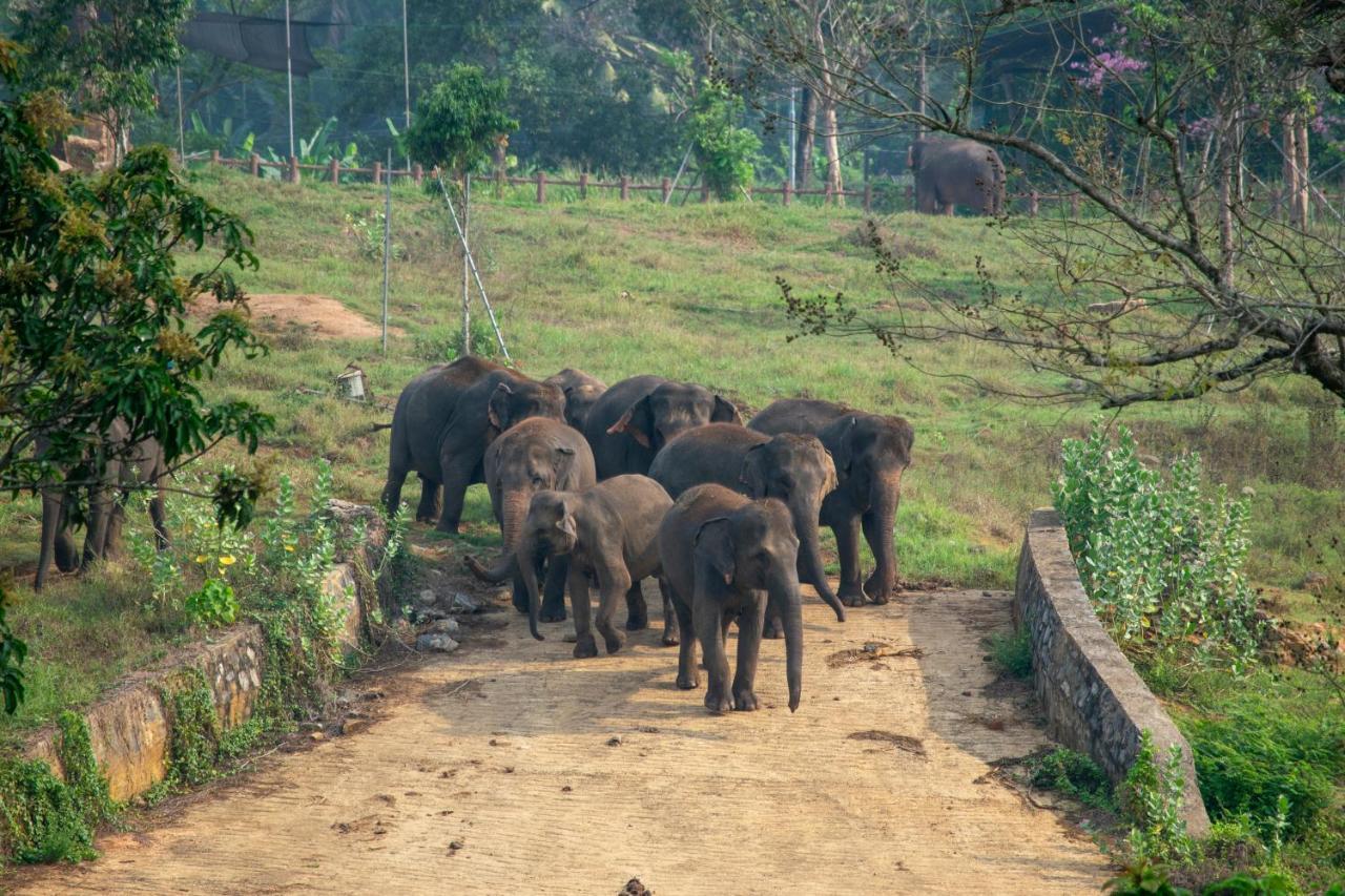 Pinnawala Elephant Front View Hotel Rambukkana Exterior foto
